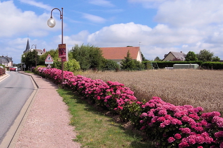 hortensia